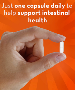 Align Probiotic Digestive Support Capsule